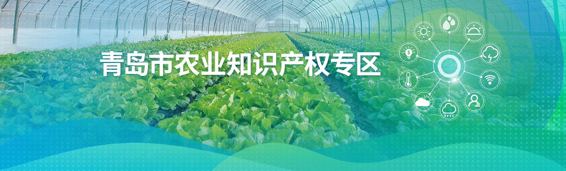 青岛市农业知识产权专区banner图
